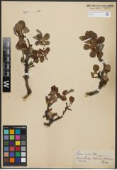 Foto von Salix arctica Pall.